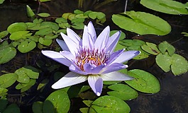 蓮花,植物,素材