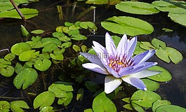 蓮花,植物,素材