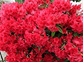 鮮花,性質(zhì),粉紅色