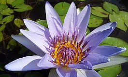 蓮花,植物,紫色