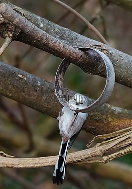 性質(zhì),動物,鳥