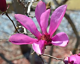 開花,自然,鮮花