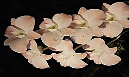 蘭花,泰國,花