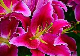 百合,黄花菜,雌蕊