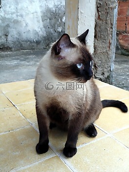 貓,貓科動物,動物