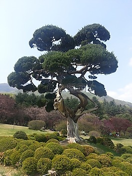 木材,景觀,綠色