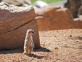 merkat,動(dòng)物園,動(dòng)物