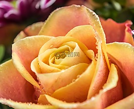 玫瑰,開花,高貴