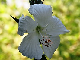 芙蓉沉香羅莎,花,白