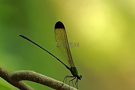 黑色頭的森林的榮耀,vestalis apicalis,黑色頭