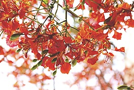 花,花瓣,盛開
