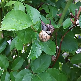 弹头,葡萄干蜗牛,snigelhus