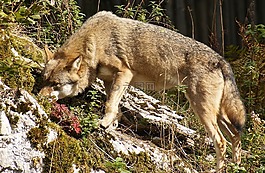 狼,野生動物,野生動物公園