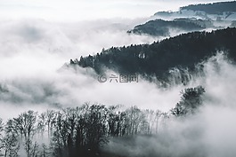 樹,植物,自然