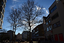 烏爾姆,樹,stadtmitte