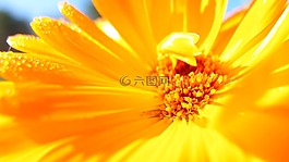 花,宏,性質(zhì)