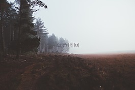 樹,植物,農(nóng)場