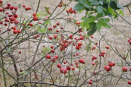 性質(zhì),秋季,綠色