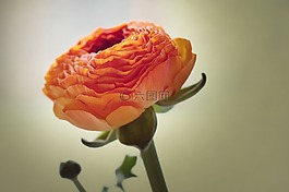 毛茛屬植物,花,開(kāi)花