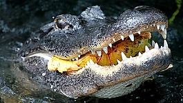 鱷魚,頭,野生動物