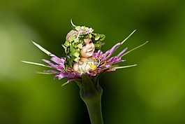 兒童,花,嬰兒
