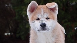 狗,動物,寵物