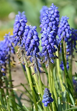 花,春天,紫色