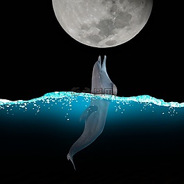 海豚,月球,水