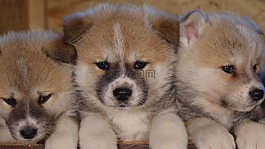狗,動物,寵物