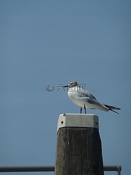 鳥,空氣,海鷗