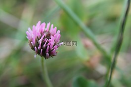 花卉,紫色,草