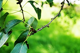 綠色,綠樹,葉子