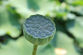 蓮花水果,蓮花,植物