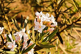 白花,花園,首頁