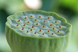 蓮花水果,蓮花,水果