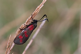 蛾,bug,草