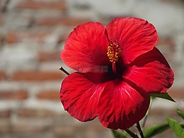 玫瑰的中國,羅莎,花