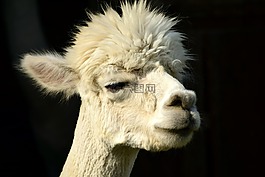羊駝,頭,動物