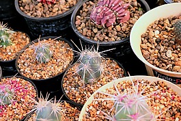 仙人掌,綠色,植物