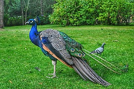 孔雀,鳥,花園