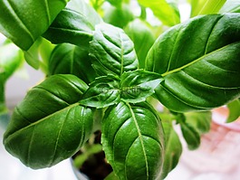 羅勒,植物,綠色