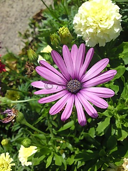花,開花,紫