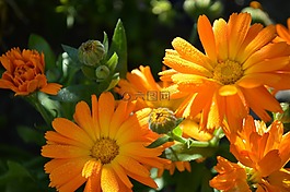 花,植物,自然