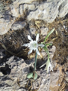 花,開花,白