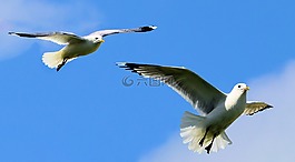 鳥(niǎo),海鷗,自然