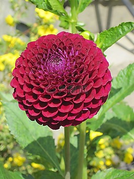花,紅色,花園