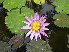睡蓮,水百合,自來水廠