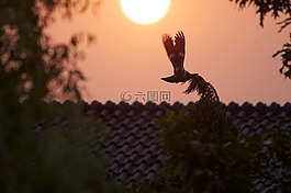 鴿子,日落,abendstimmung