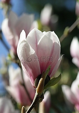 玉蘭,花卉,粉紅色