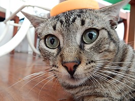 猫,宠物,感到惊讶
